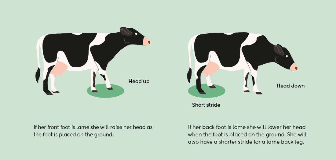 Identifying Lame Cows Illustration