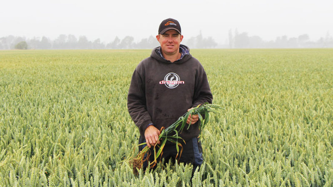 A man standing in a field with a wheat crop on his hand