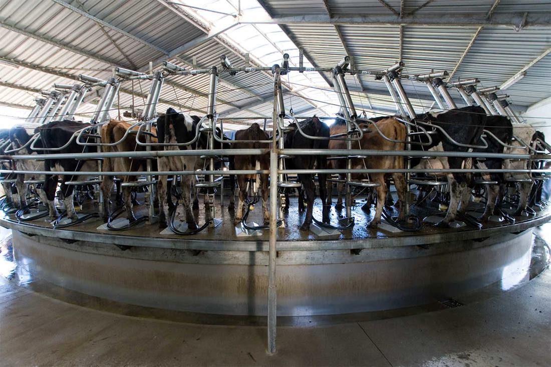 Mastitis Milking Machine Care Rotary Image 1500X1000