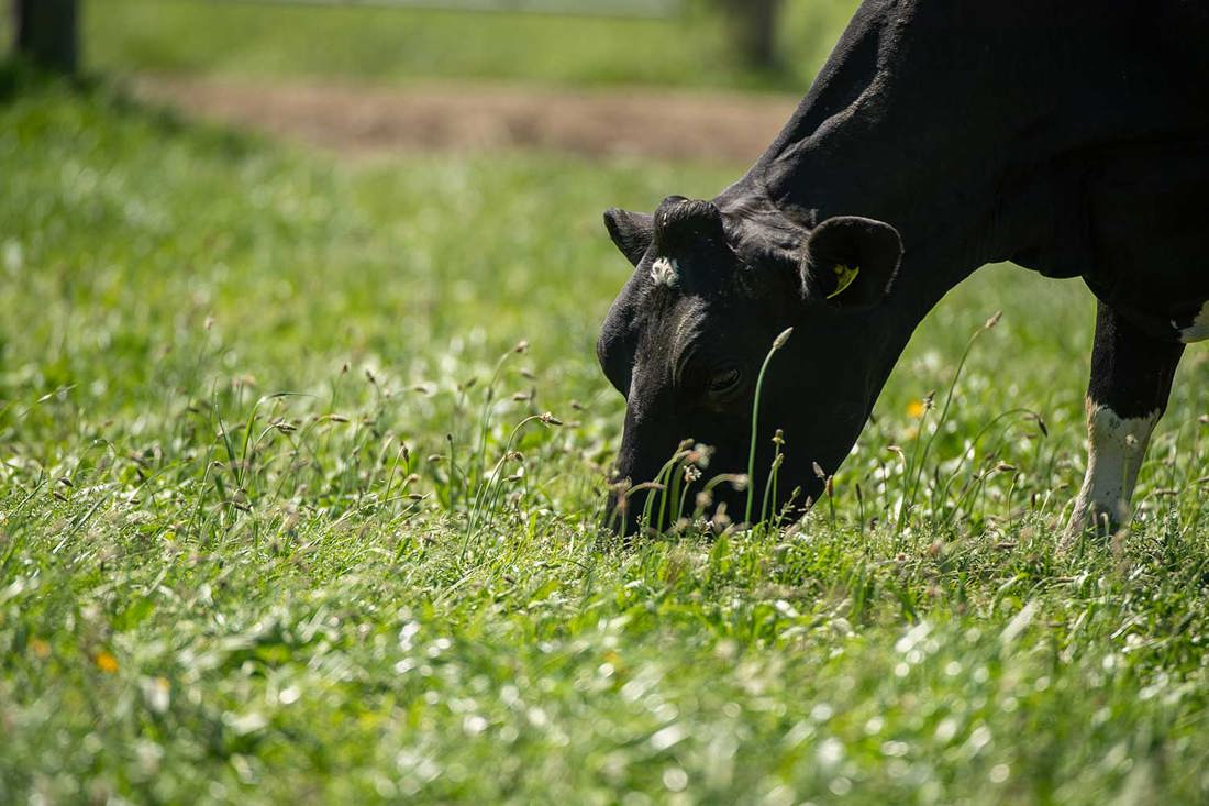 A close-up of a dairy cow eating grass in a paddock on a sunny day