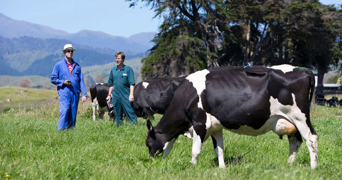 Two guys standing beside the cows
