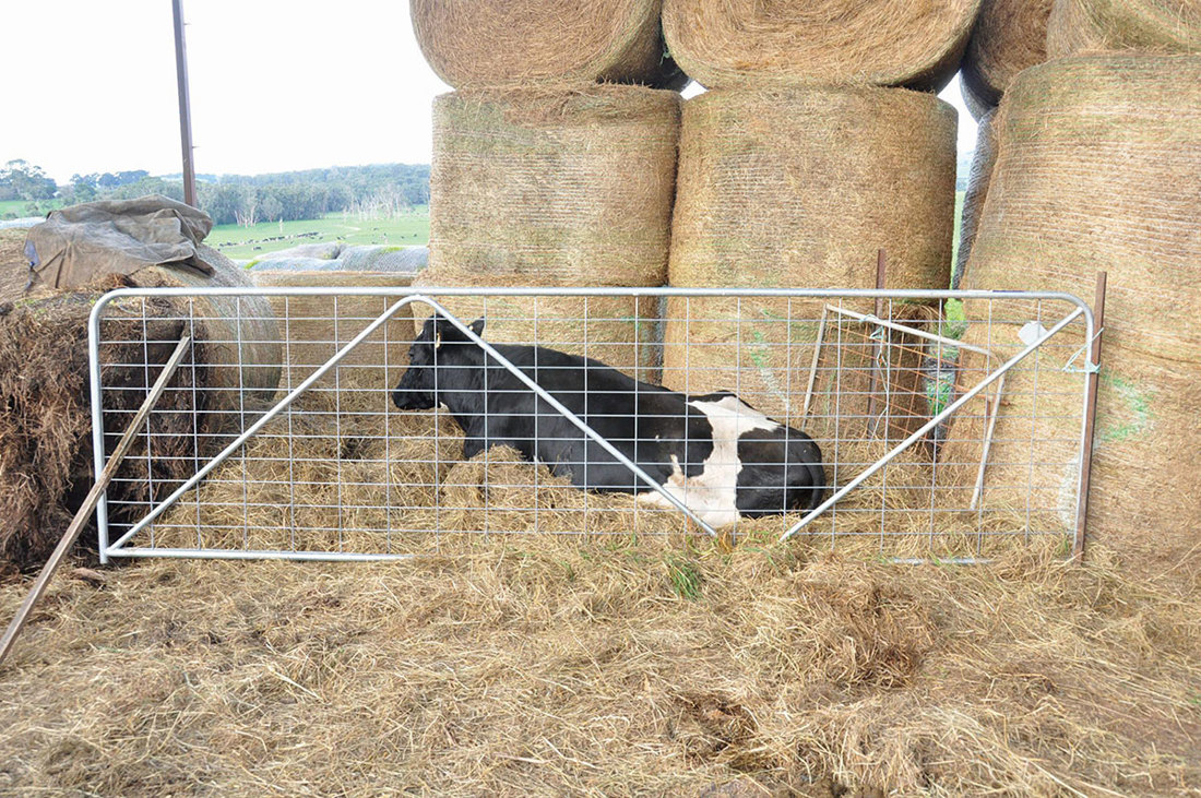 Down Cow Dedicated Nursing Area 1200X797