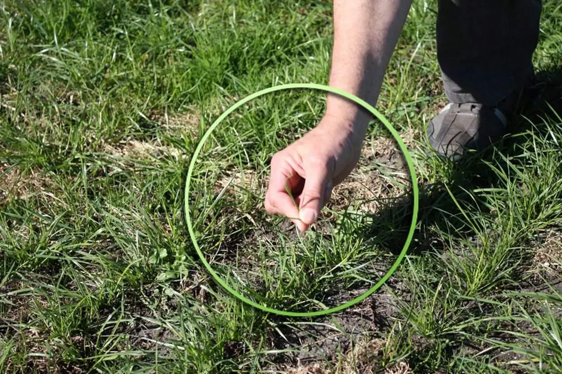 Pluck Test Technique