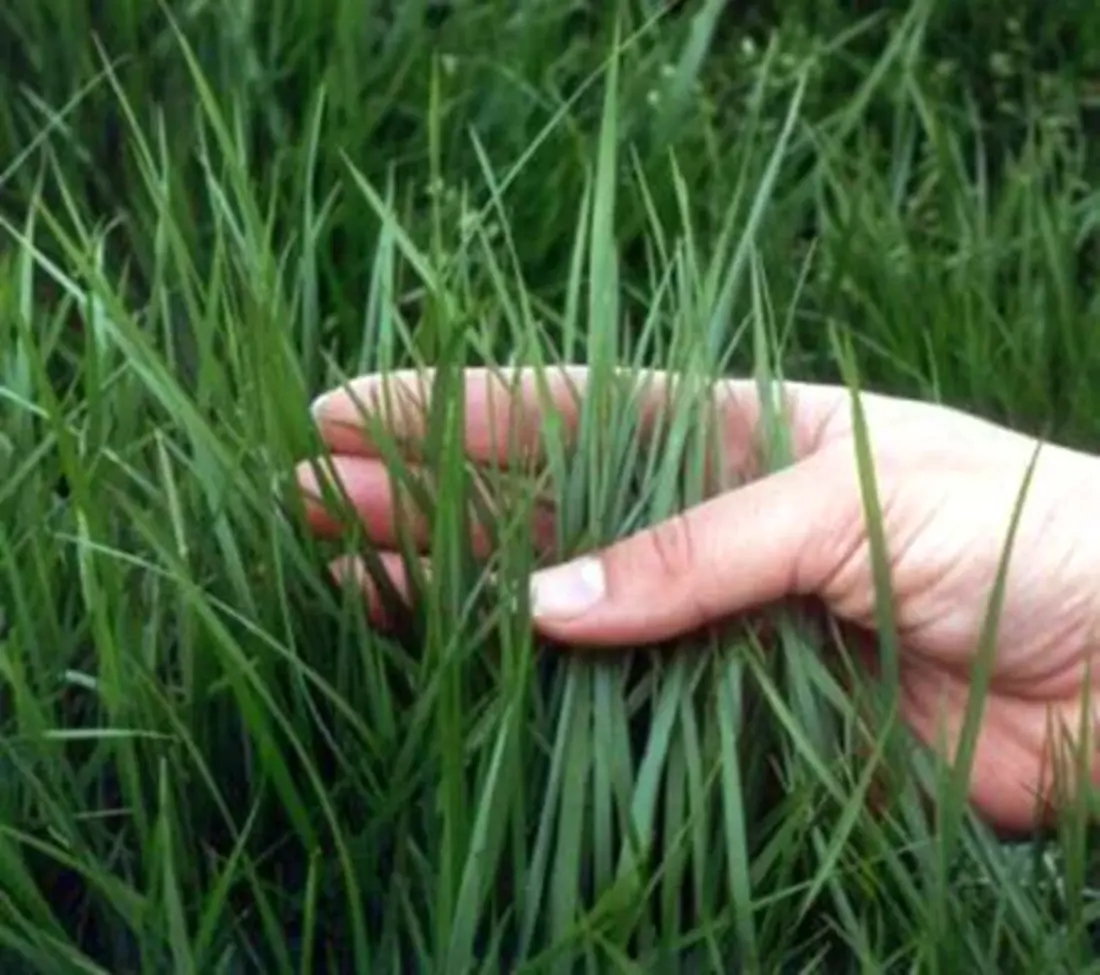Tall Fescue Sm (1)