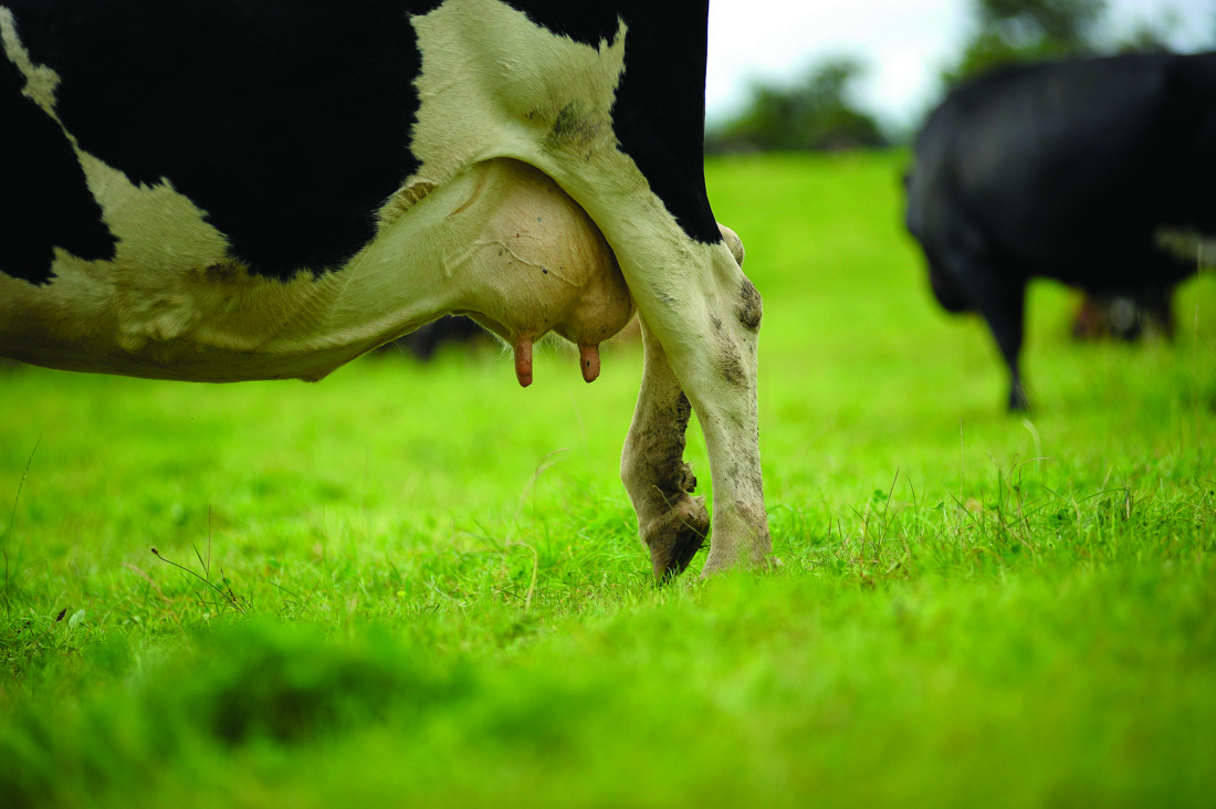 A closeup photo of a cow's leg and udders