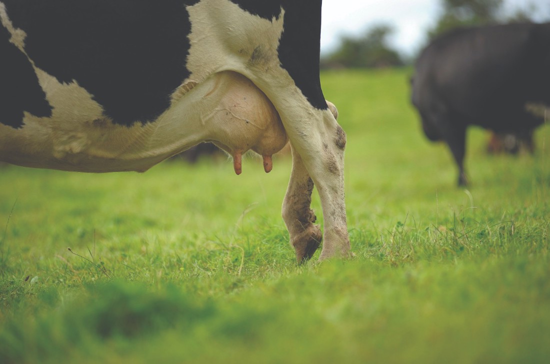 A closeup photo of a cow's back legs and udders with one hoof lifted off of the ground