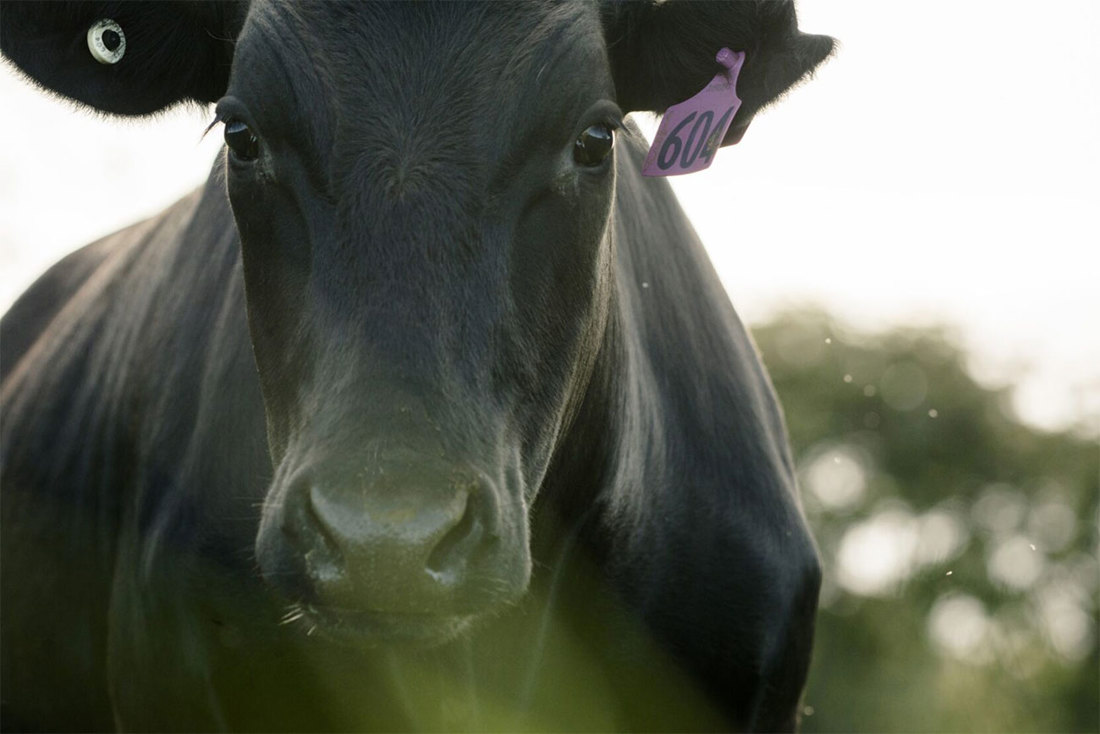 Close-up of a dairy cow with a NAIT tag in her ear.