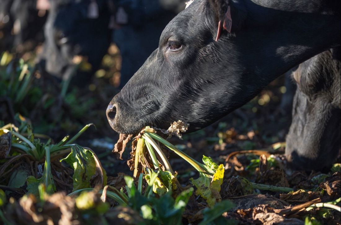Winter Grazing Toolbox Hero Image 2