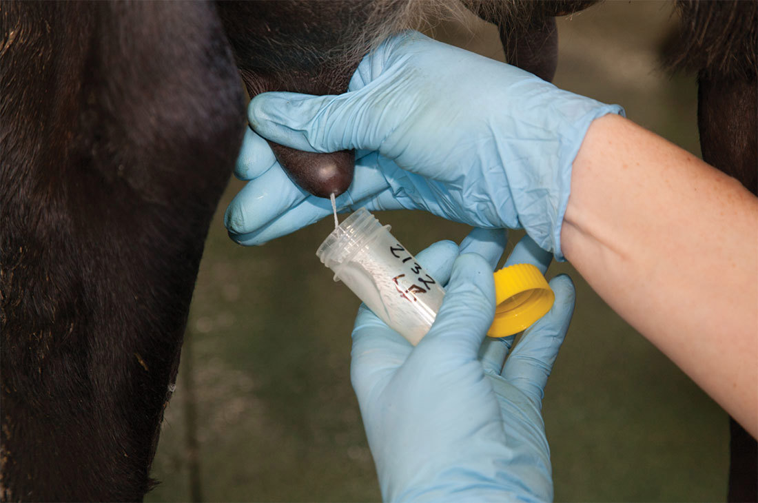 Treating Mastitis Milk Sample 1100X730