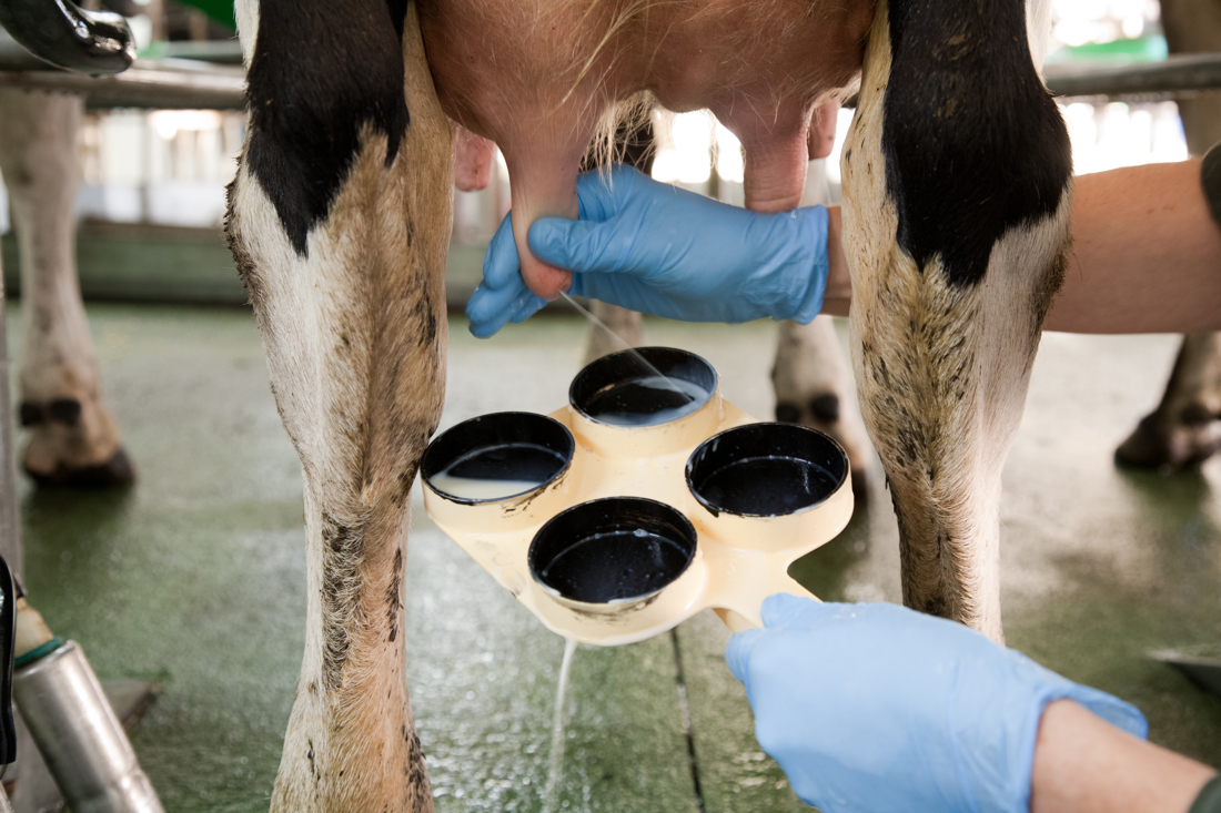A farmer collecting milk from a prepped cow