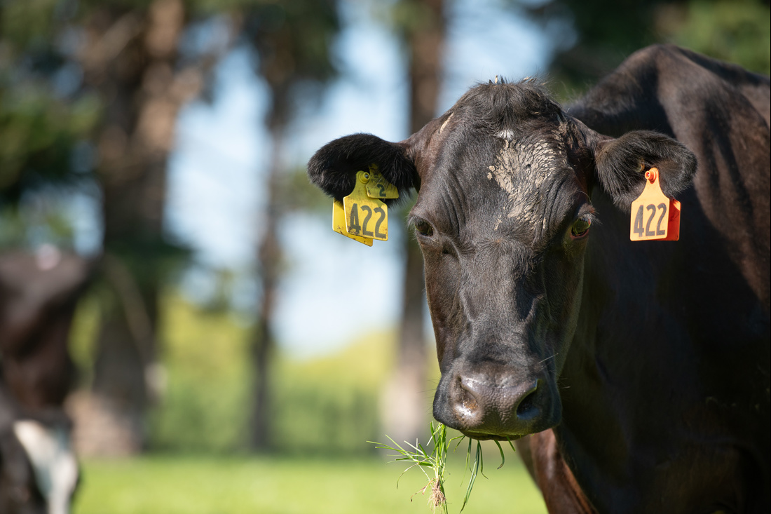 Cow eating grass in field