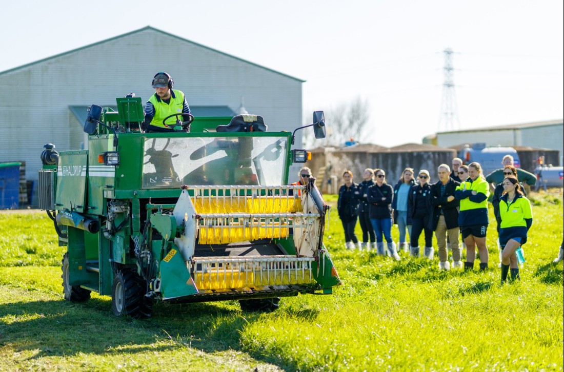 A small combine harvester being used in a paddock on Lye Research Farm, Hamilton