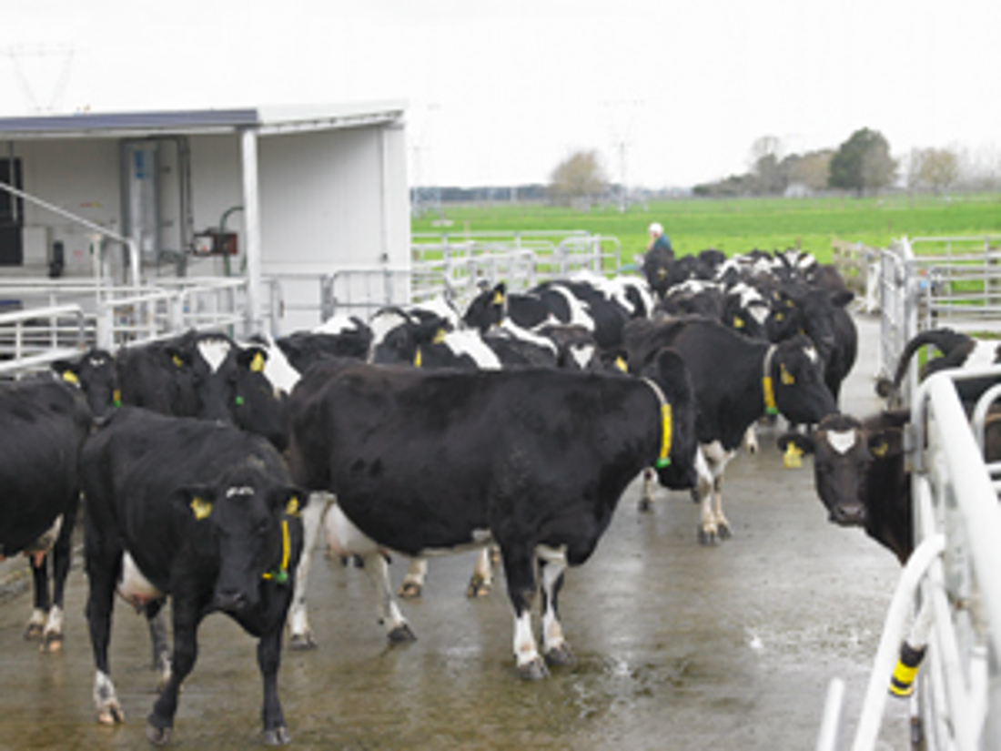 Cows wearing an electronic identification