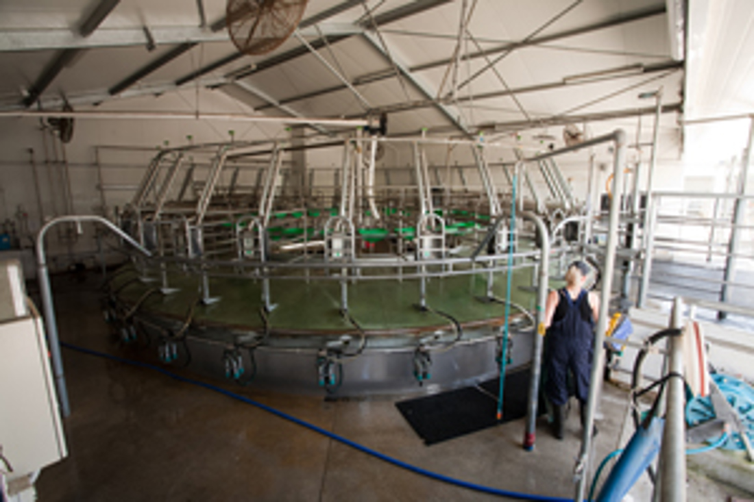 A dairy milking system