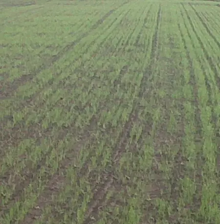 Newly Sown Ryegrass Pasture