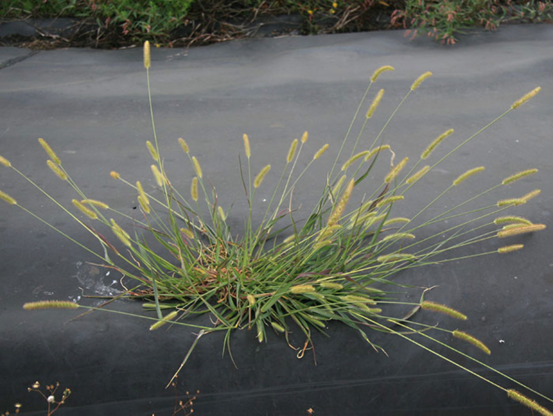 A grass that has yellow bristle