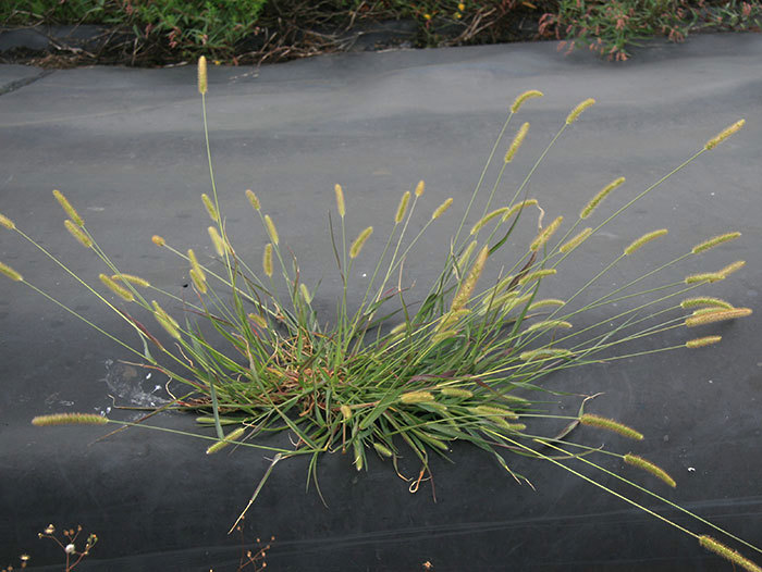 A grass that has yellow bristle