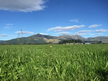 Early Pasture