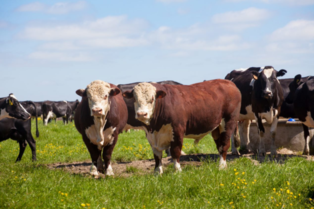Hereford Bulls