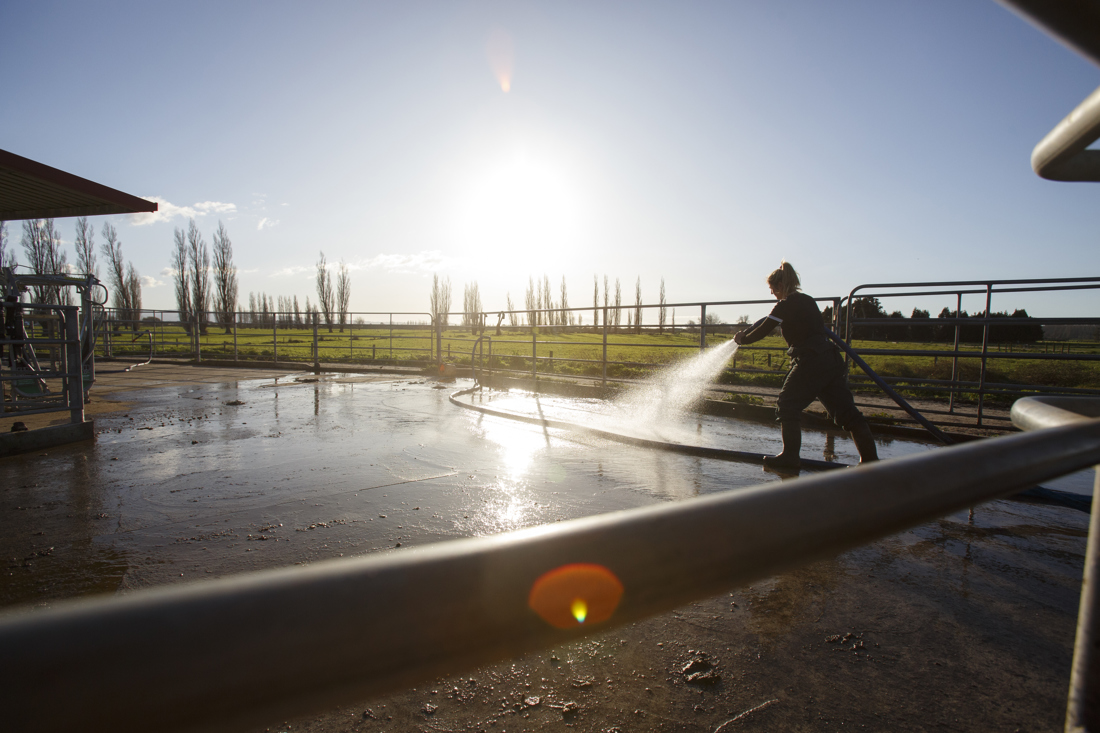 A female individual washing on a cow pen yard