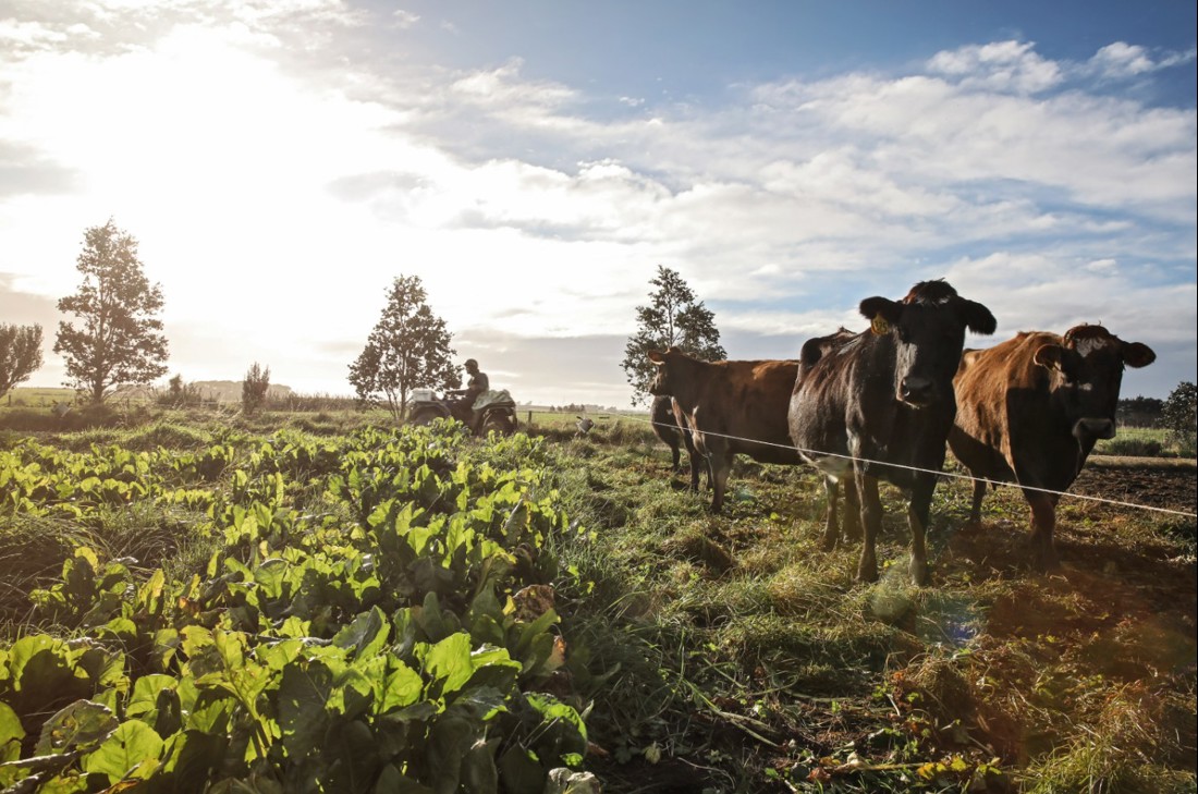 Rural Professionals Hub Environmental Advisor Wintering Systems Image