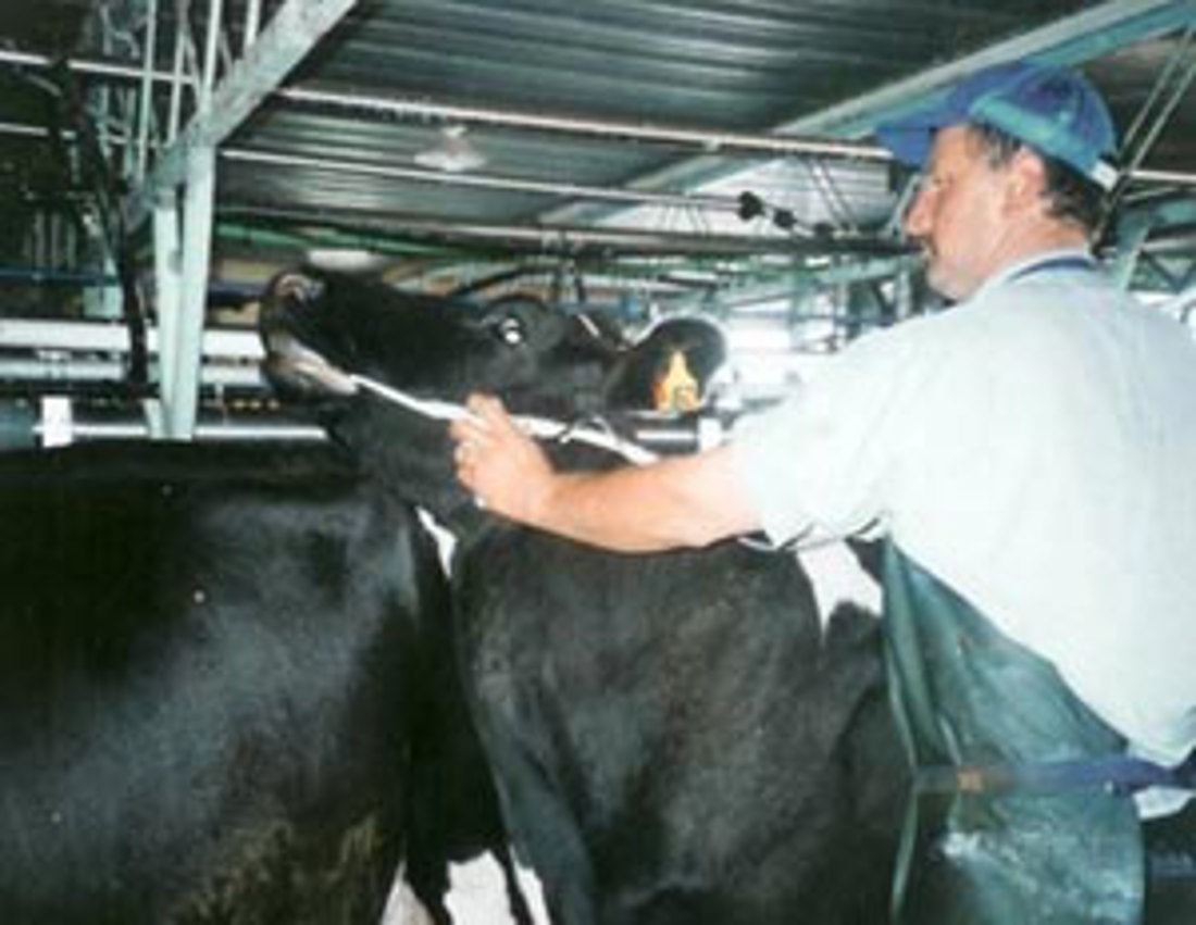 A farmer tube feeding a cow