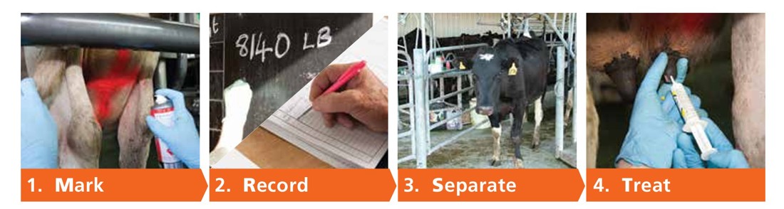 Treating Mastitis Mrst Image (1)