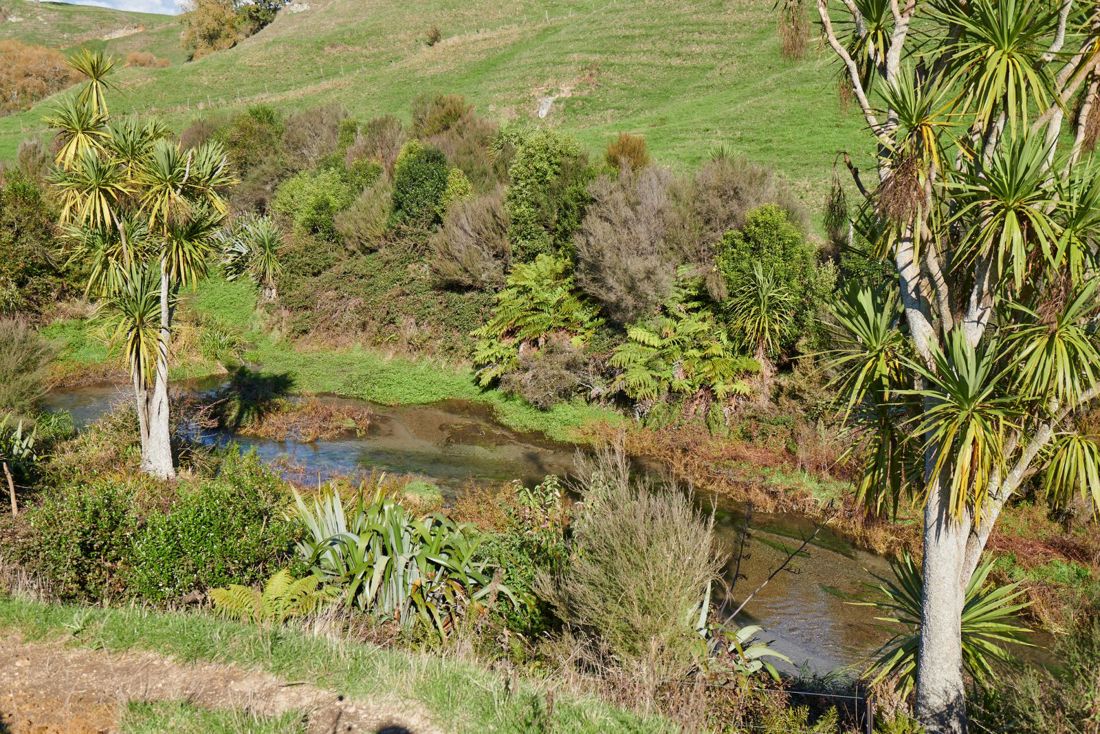Riparian Planting
