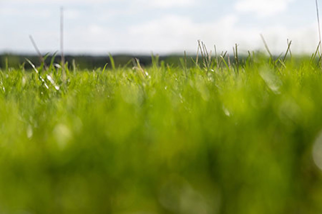 Generic Pasture Close Up