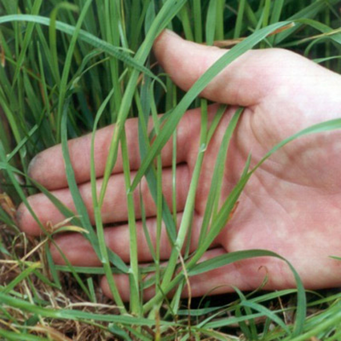 Some grass on a person's palm