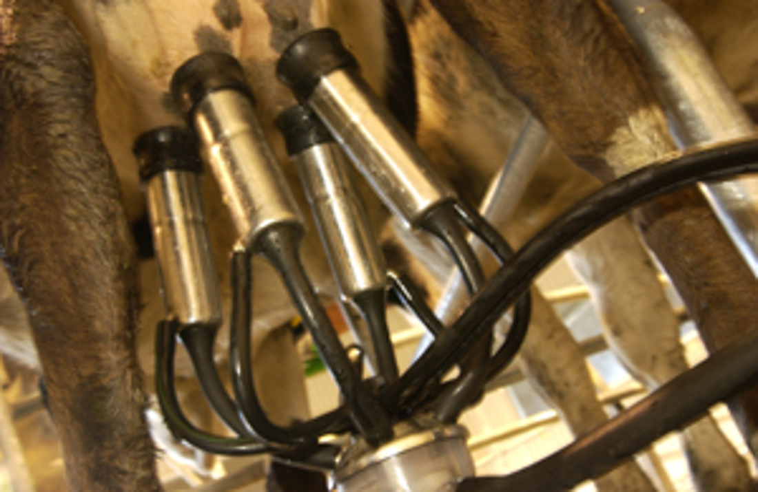 A teat cup liner used for milking cow