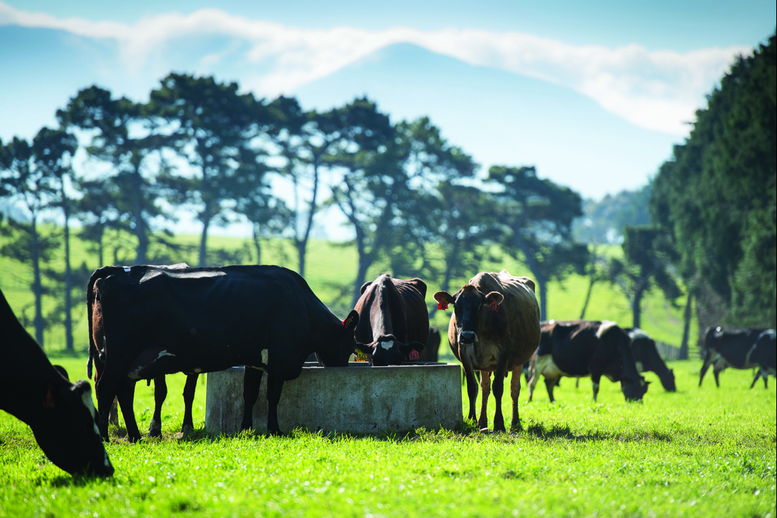 Cows at trough
