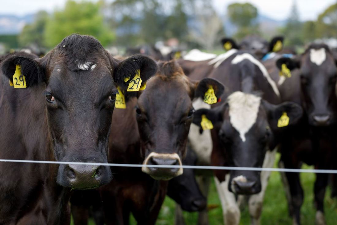 Group of cows looking at the camera