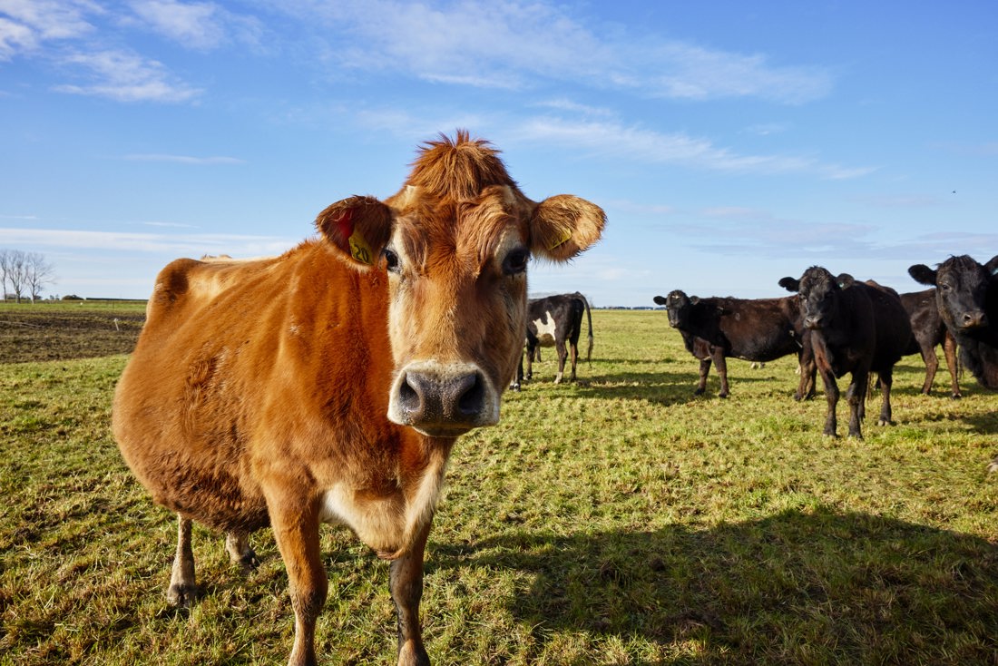 Herd of cows looking at the camera