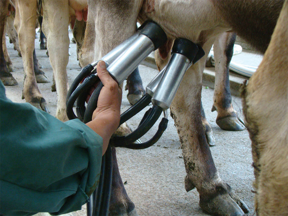 Mastitis Machine Care Daily Checks 1000X750