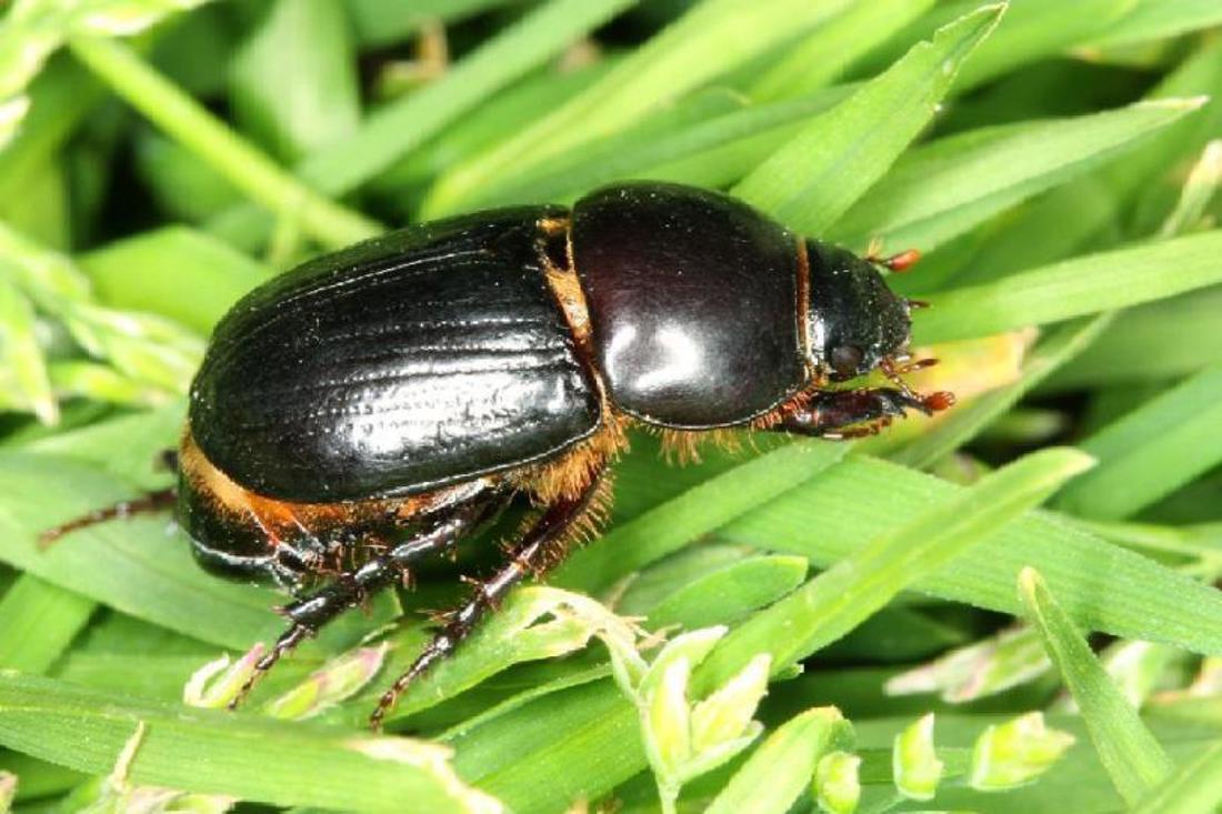 A black beetle in a leaf