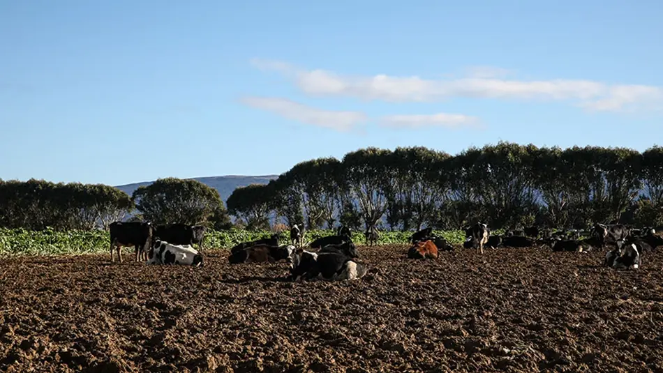 Looking for lying bowls from cows during winter grazing
