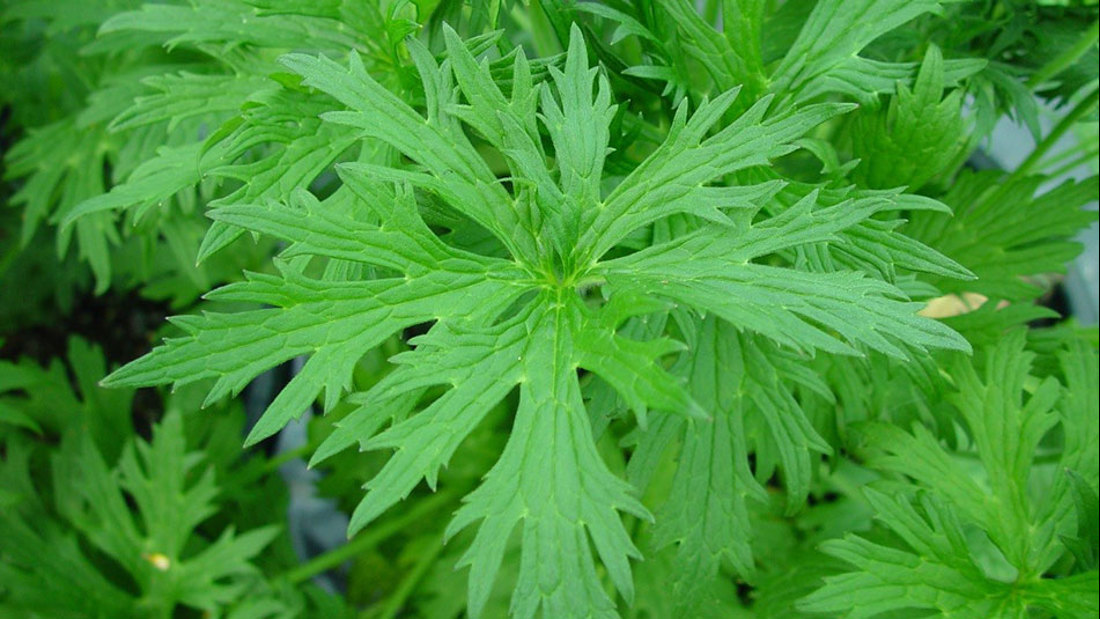 Vegetative Plant Of Giant Buttercup 950X535