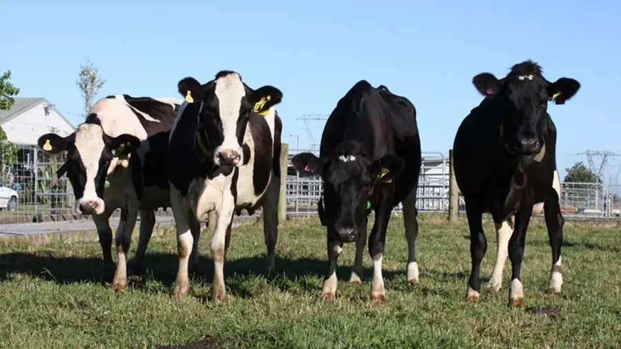 Four young heifers in a paddock on a New Zealand dairy farm