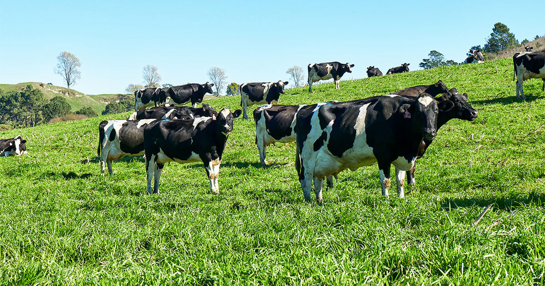 Inside Dairy Dairy Policy Makes Progress OG Image