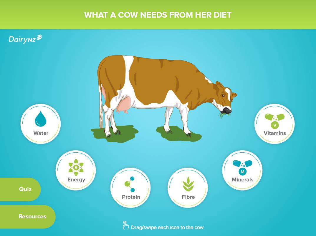 A screen shot from the What a Cow Needs in her Diet Feedright module