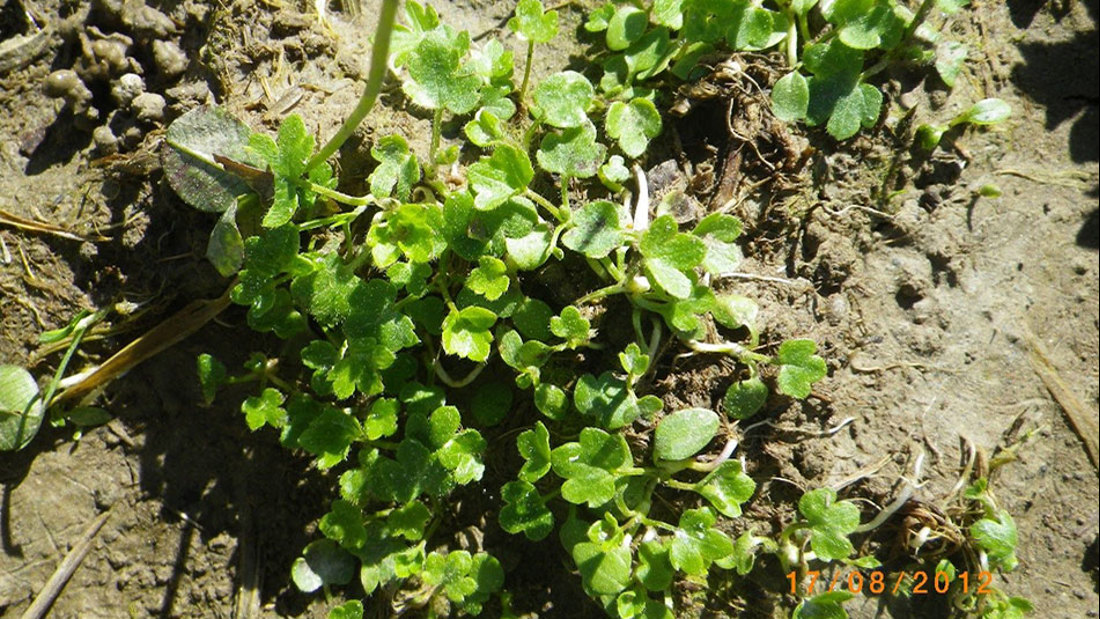 Seedlings Of Giant Buttercup In Pugged Area 950X535