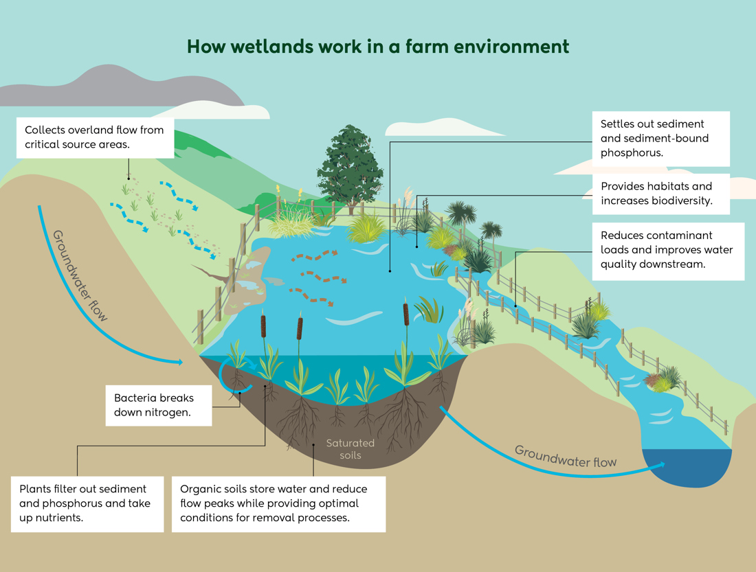 How wetlands work in a farm environment infographic