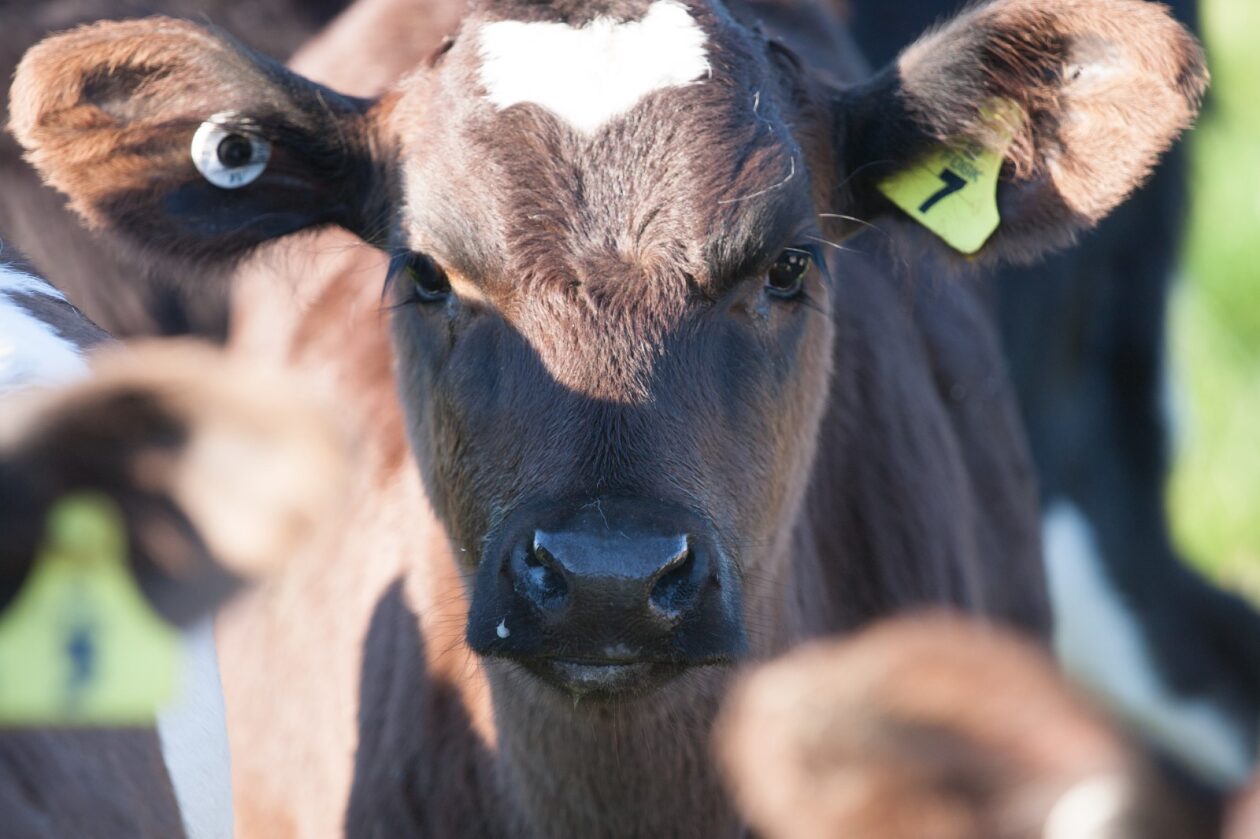 Improving Cow Fertility | DairyNZ