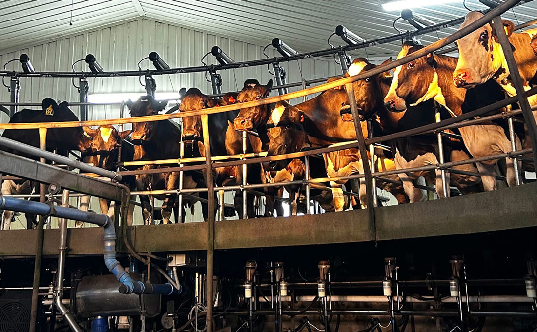 Inside Dairy New Dry Cow Advice Supports Selective Use Listing Summary Image