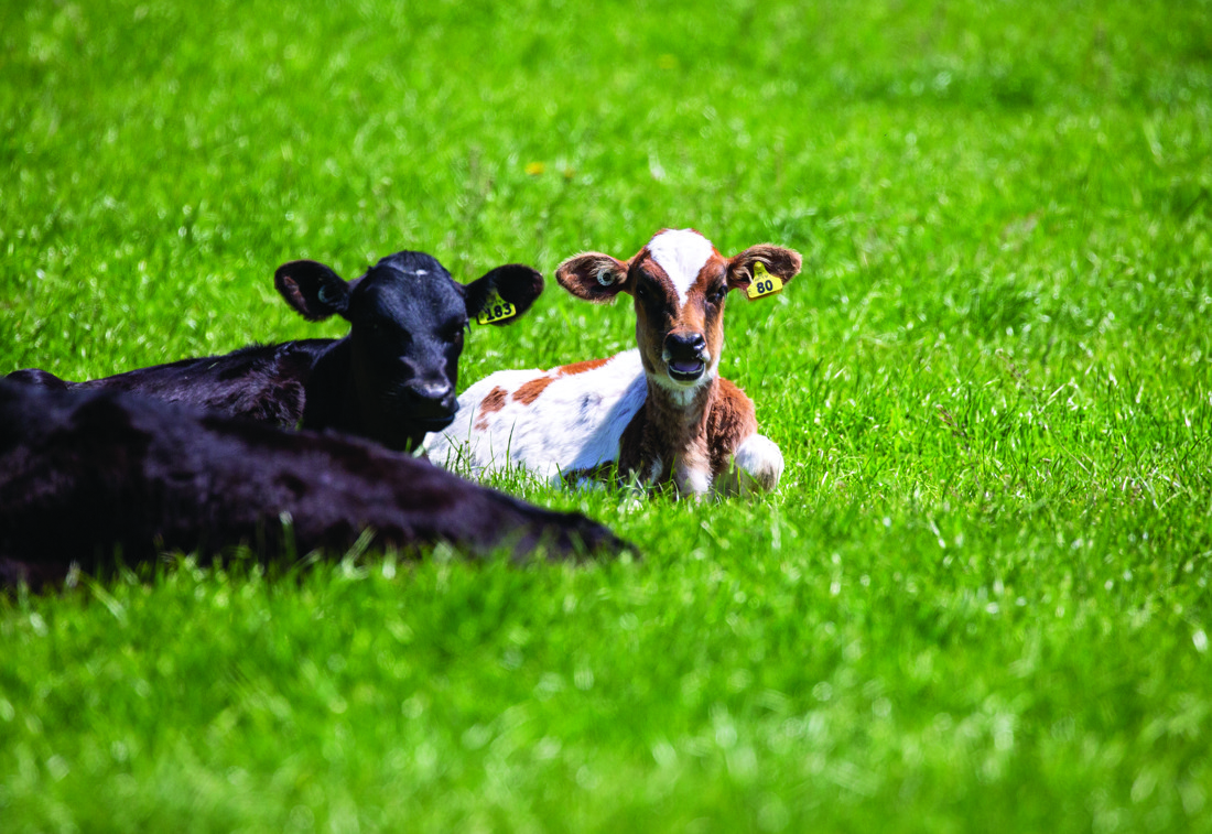 Calves lying on the ground