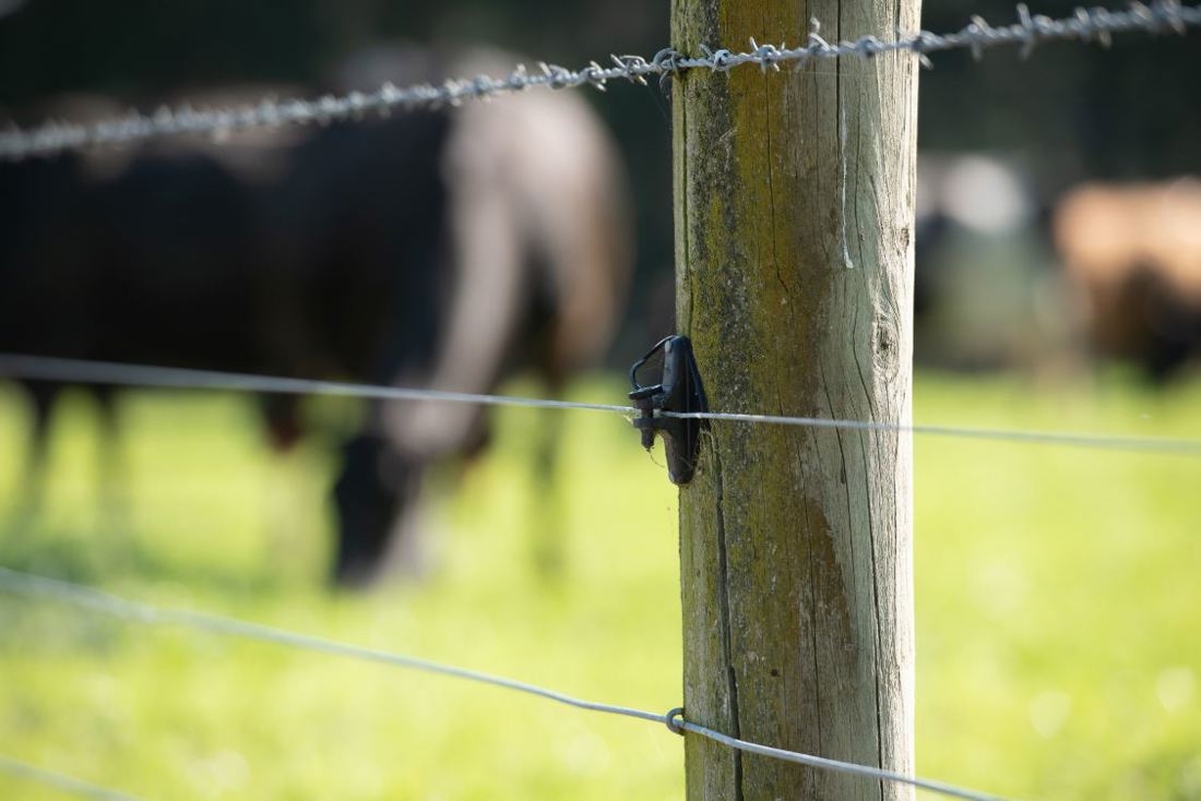 Close up focus angle on a bob-wired fence with nearby cows grazing on the grass