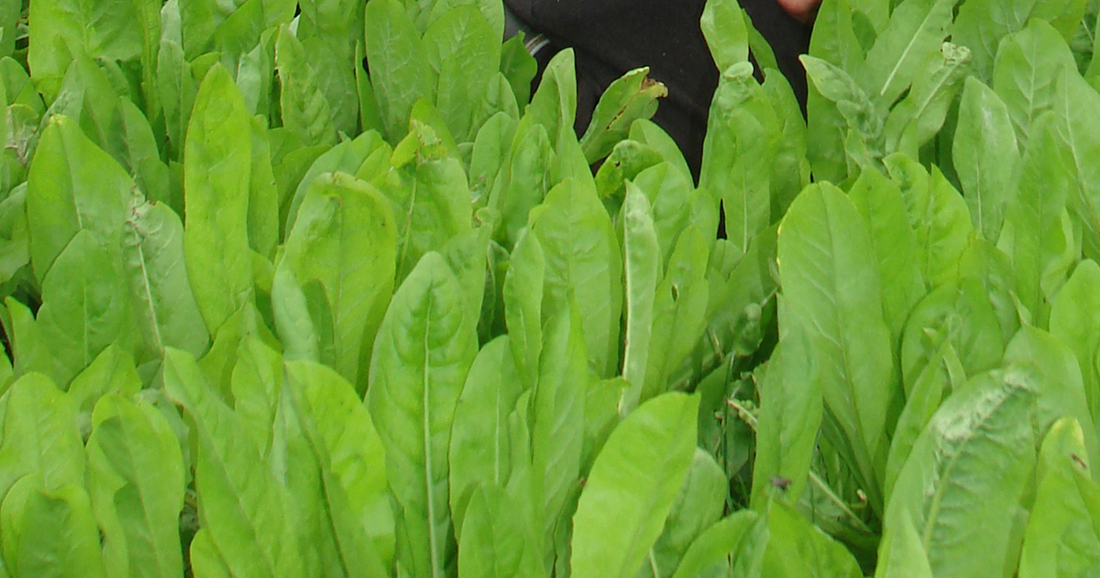 Pale green leaves