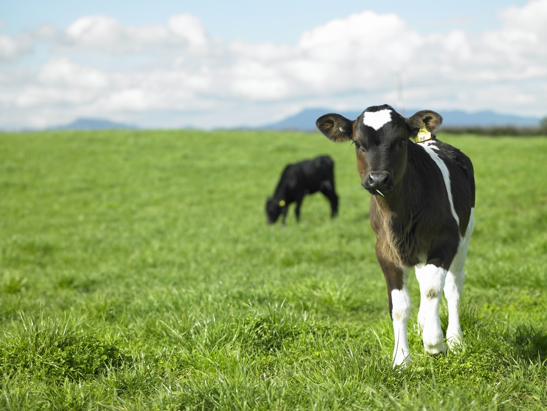 A cow looking at the camera