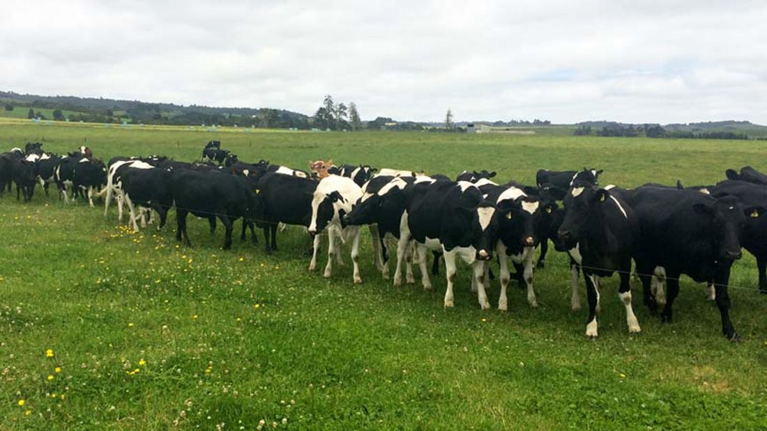 A herd of cows